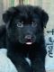 German Shepherd Puppies for sale in Red Bay, AL 35582, USA. price: NA