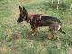 German Shepherd Puppies for sale in Virginia Beach, VA, USA. price: $450