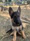 German Shepherd Puppies for sale in Del Valle, TX, USA. price: NA