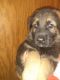 German Shepherd Puppies for sale in Kittanning, PA 16201, USA. price: $800