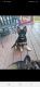 German Shepherd Puppies for sale in Kittanning, PA 16201, USA. price: $900