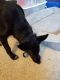 German Shepherd Puppies for sale in Roseville, CA, USA. price: NA