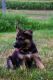 German Shepherd Puppies for sale in Fairview, SD 57027, USA. price: $500