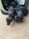 German Shepherd Puppies for sale in Euless, TX, USA. price: NA