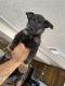 German Shepherd Puppies for sale in Hesperia, CA 92345, USA. price: $650
