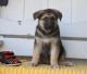 German Shepherd Puppies for sale in CA-99, Los Molinos, CA, USA. price: NA