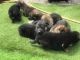 German Shepherd Puppies for sale in CA-99, Los Molinos, CA, USA. price: NA