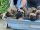 German Shepherd Puppies for sale in Mendota, IL 61342, USA. price: NA