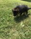 German Shepherd Puppies for sale in Gurnee, IL 60031, USA. price: NA
