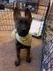 German Shepherd Puppies for sale in Raynham, MA, USA. price: $1,500