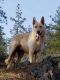 German Shepherd Puppies for sale in Grants Pass, OR, USA. price: NA