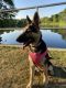 German Shepherd Puppies for sale in Lisle, IL, USA. price: $1,600
