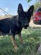 German Shepherd Puppies for sale in 38019 47th St E, Palmdale, CA 93552, USA. price: $450