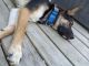 German Shepherd Puppies for sale in Fort Wayne, IN, USA. price: NA
