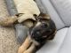 German Shepherd Puppies for sale in DuPont, WA 98327, USA. price: NA