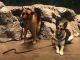 German Shepherd Puppies for sale in Warrenton, VA, USA. price: NA