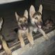 German Shepherd Puppies for sale in Edinburg, TX 78542, USA. price: NA