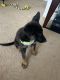 German Shepherd Puppies for sale in State College, PA, USA. price: $1,900