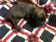 German Shepherd Puppies for sale in Telford, PA, USA. price: NA