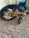 German Shepherd Puppies for sale in Fountain, CO, USA. price: NA