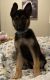 German Shepherd Puppies for sale in Cawood, KY 40815, USA. price: NA
