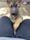 German Shepherd Puppies for sale in Port Hueneme, CA, USA. price: $800