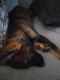 German Shepherd Puppies for sale in Mayfield Heights, OH, USA. price: NA