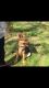 German Shepherd Puppies for sale in Hastings, NE, USA. price: $700