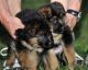 German Shepherd Puppies for sale in Chelsea, ME 04330, USA. price: NA