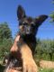 German Shepherd Puppies for sale in Auburn Hills, MI, USA. price: $1,500