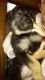 German Shepherd Puppies for sale in Gladwin, MI 48624, USA. price: $1,000