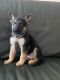 German Shepherd Puppies for sale in Egg Harbor Township, NJ, USA. price: $700