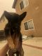 German Shepherd Puppies for sale in Oxnard, CA, USA. price: $700