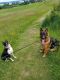 German Shepherd Puppies for sale in Coupeville, WA 98239, USA. price: NA