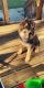 German Shepherd Puppies for sale in Lansing, MI, USA. price: $800