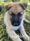 German Shepherd Puppies for sale in Corsicana, TX, USA. price: NA