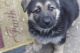 German Shepherd Puppies for sale in 7202 Fairfield Ct, District Heights, MD 20747, USA. price: NA