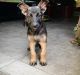 German Shepherd Puppies for sale in Moreno Valley, CA, USA. price: $900