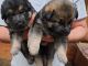 German Shepherd Puppies for sale in Indianapolis, IN 46255, USA. price: $615