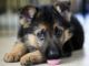German Shepherd Puppies for sale in Tulsa, OK 74135, USA. price: NA