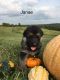 German Shepherd Puppies for sale in Carbondale, IL, USA. price: NA
