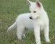 German Shepherd Puppies for sale in Hurst, TX, USA. price: $225