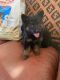 German Shepherd Puppies for sale in Fallbrook, CA 92028, USA. price: $2,500