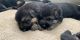 German Shepherd Puppies for sale in Falling Waters, WV 25419, USA. price: NA