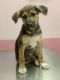 German Shepherd Puppies for sale in Maricopa, AZ, USA. price: $400