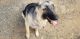 German Shepherd Puppies for sale in Sunnyvale, CA, USA. price: $200