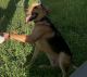 German Shepherd Puppies for sale in Dade City, FL, USA. price: $600