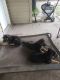German Shepherd Puppies for sale in Wentzville, MO 63385, USA. price: NA