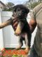 German Shepherd Puppies for sale in Nassau County, NY, USA. price: $1,700