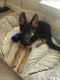 German Shepherd Puppies for sale in Spring Hill, TN 37174, USA. price: NA